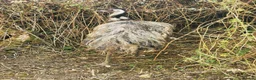 Emus poultry for sale: Emu mature Male in Exeter - Advert 3