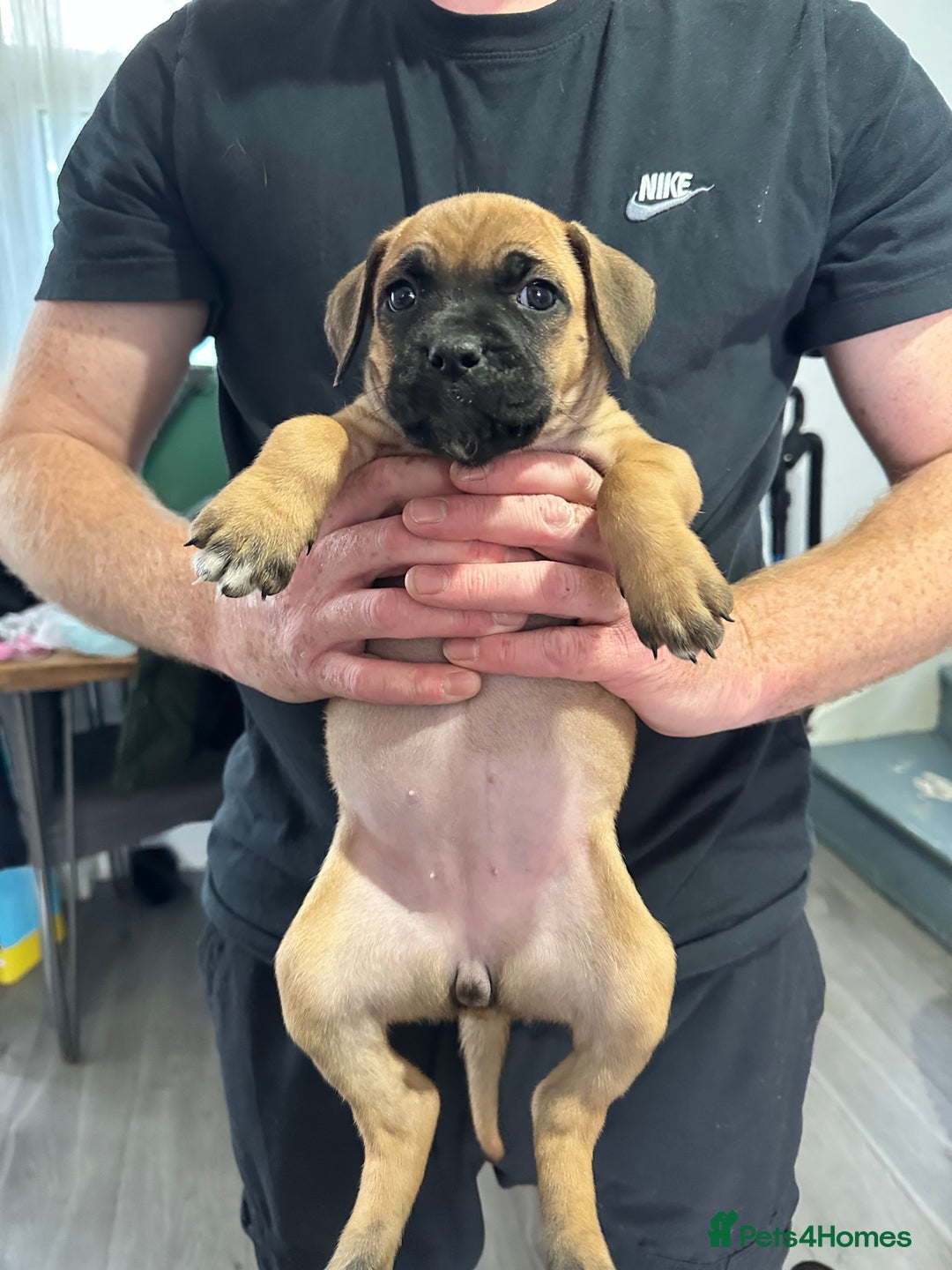 Mixed Breed dogs for sale: Cane corso x Staffordshire bull terrier  - Image 7