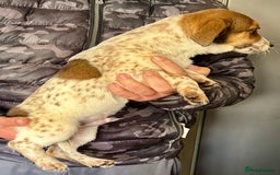 Jack Russell dogs for sale: Kennel Club Registered Jack Russell Terrier Pups - Image 14