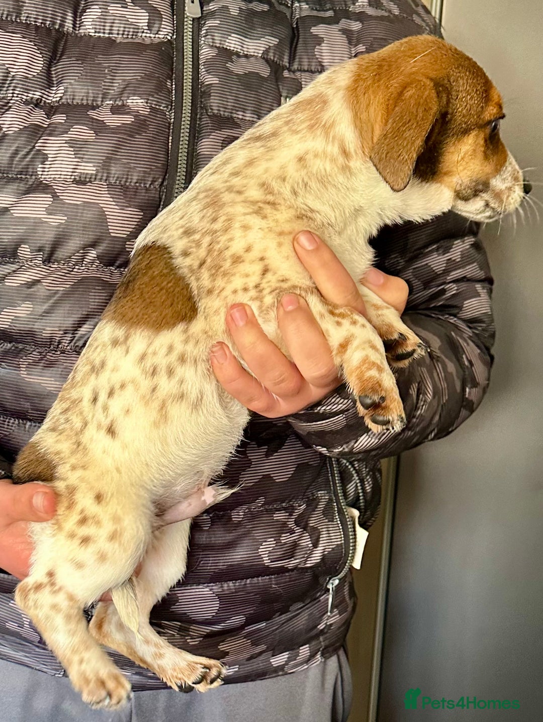 Jack Russell dogs for sale: Kennel Club Registered Jack Russell Terrier Pups - Image 14