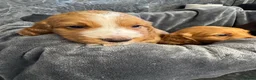 Cocker Spaniel dogs for sale: Working cocker spaniel puppies - Advert 5