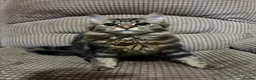 Mixed Breed cats for sale: Male kitten in Ashington - Advert 2