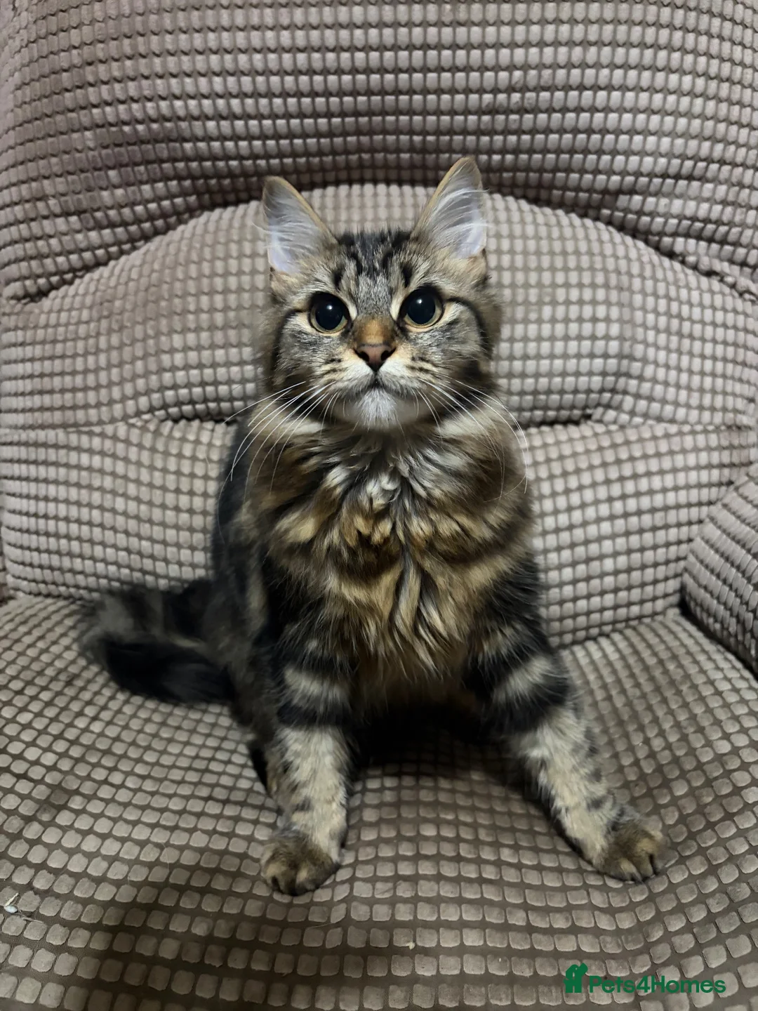 Mixed Breed cats for sale: Male kitten in Ashington - Advert 2