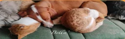 Mixed Breed dogs for adoption: Bella, 5 years approx. Available for adoption. in Brixham - Advert 3