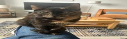 Mixed Breed cats for sale: Beautiful tortoiseshell cat - Advert 2
