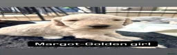 Double Doodle dogs for sale: Beautiful Golden St Bernadoodle Puppies for Sale  - Advert 35