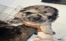 Chow Chow dogs for sale: 🐾TOP QUALITY CHOW CHOWS🐾 - Image 5