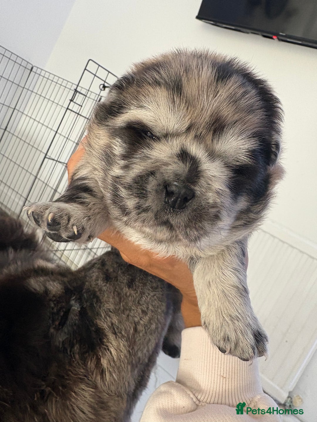 Chow Chow dogs for sale: 🐾TOP QUALITY CHOW CHOWS🐾 - Image 5