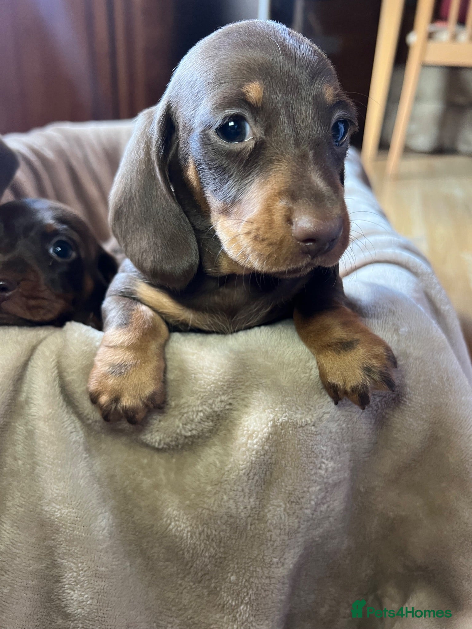 Dachshund dogs 4 beautiful miniature Dachshund  - Advert 1