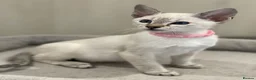 Siamese cats for sale: GCCF Registered Traditional Siamese Kittens.  - Advert 3