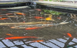 Koi Carp fish for sale: Koi/pond fish - Image 5