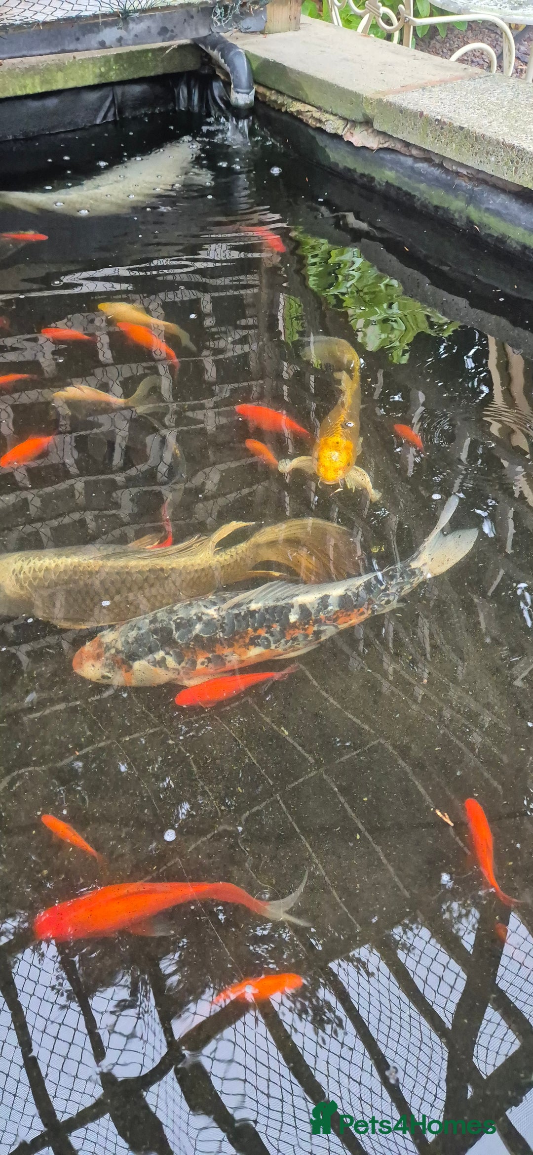 Koi Carp fish for sale: Koi/pond fish - Image 5