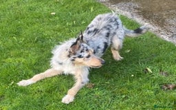 Border Collie dogs for sale: 7 Blue / white merle border collie puppies. - Image 11