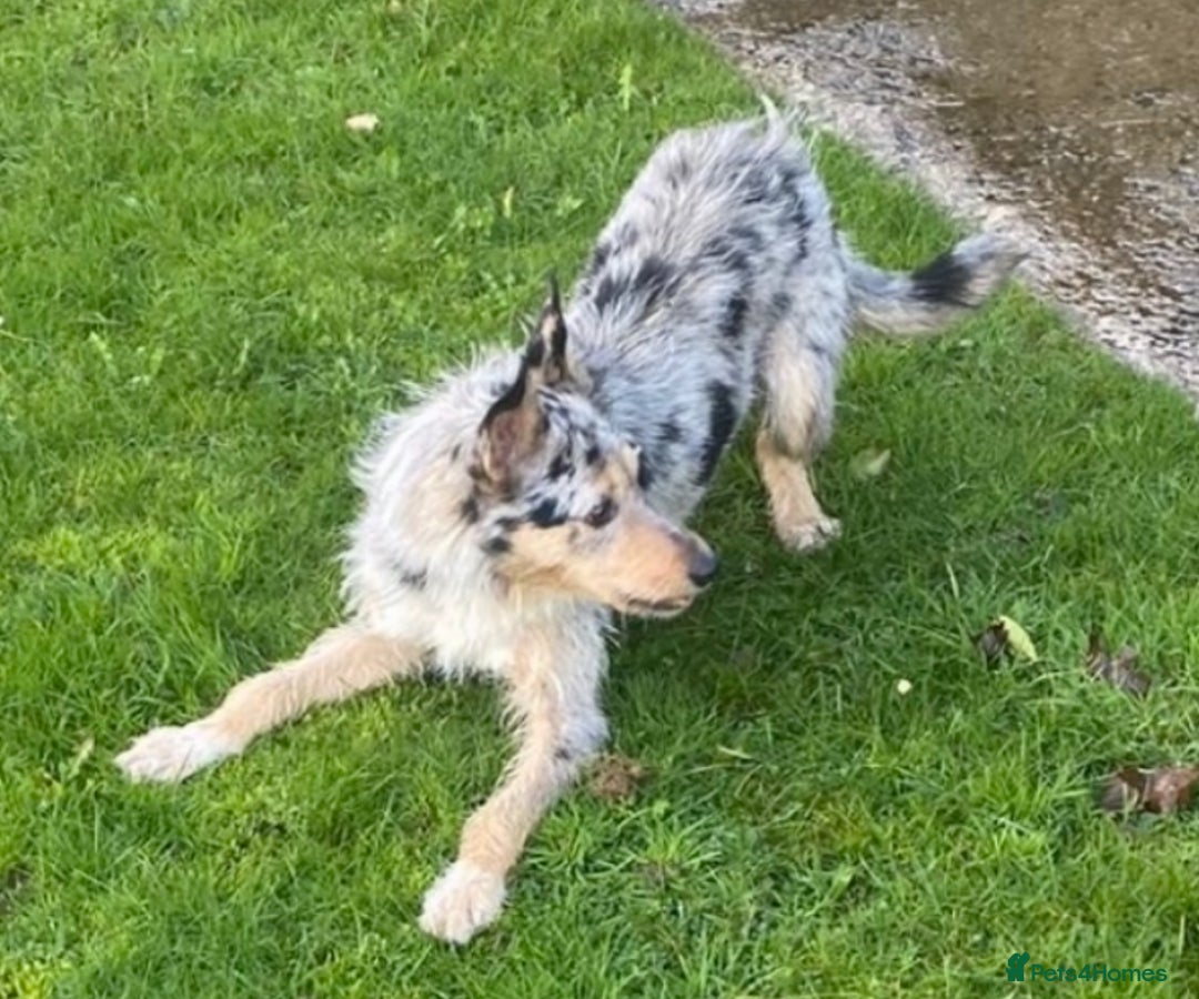 Border Collie dogs for sale: 7 Blue / white merle border collie puppies. - Image 11