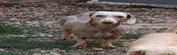 Dachshund dogs for sale: Miniature smooth-haired dachshund  - Advert 7