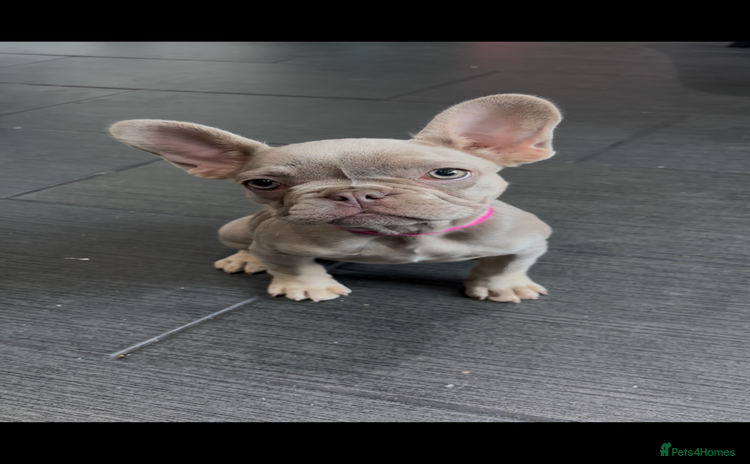French Bulldog dogs - Advert 13