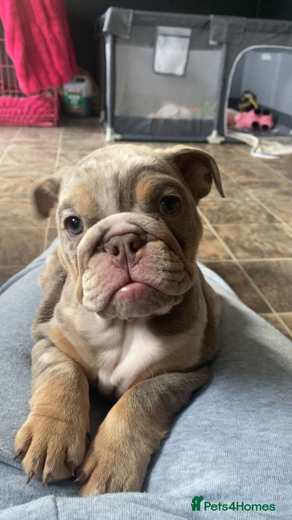 English Bulldog dogs ✨ KC Registered English Bulldog Girl – Remi Roo ✨ - Advert 16
