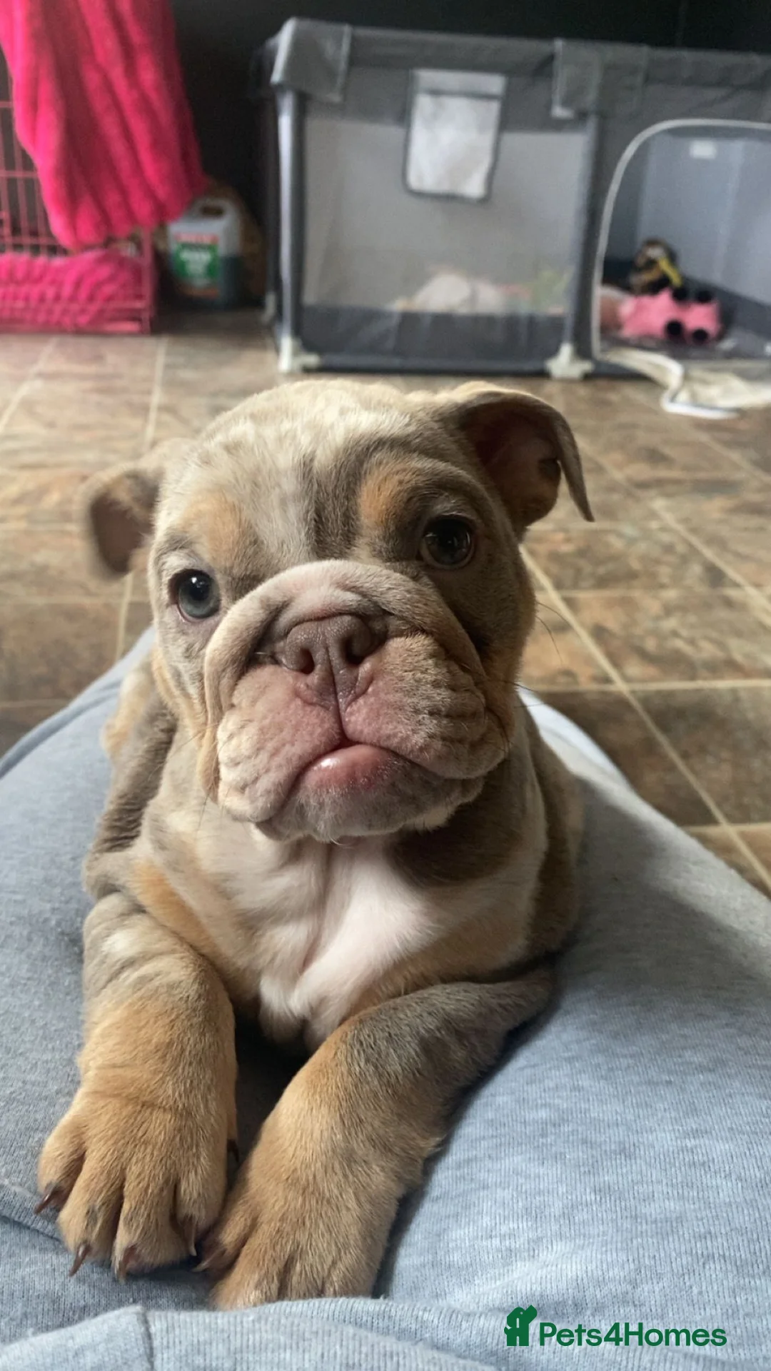 English Bulldog dogs for sale: ✨ KC Registered English Bulldog Girl – Remi Roo ✨ - Advert 1