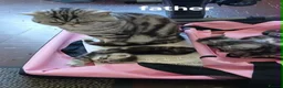 British Shorthair cats for sale: Bsh. Silver Tabby. Active/Nonactive. 🍄🍒 - Advert 8