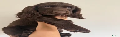 Cocker Spaniel 5