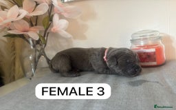 Mixed Breed dogs for sale: Italian Mastiff puppies available  - Image 9