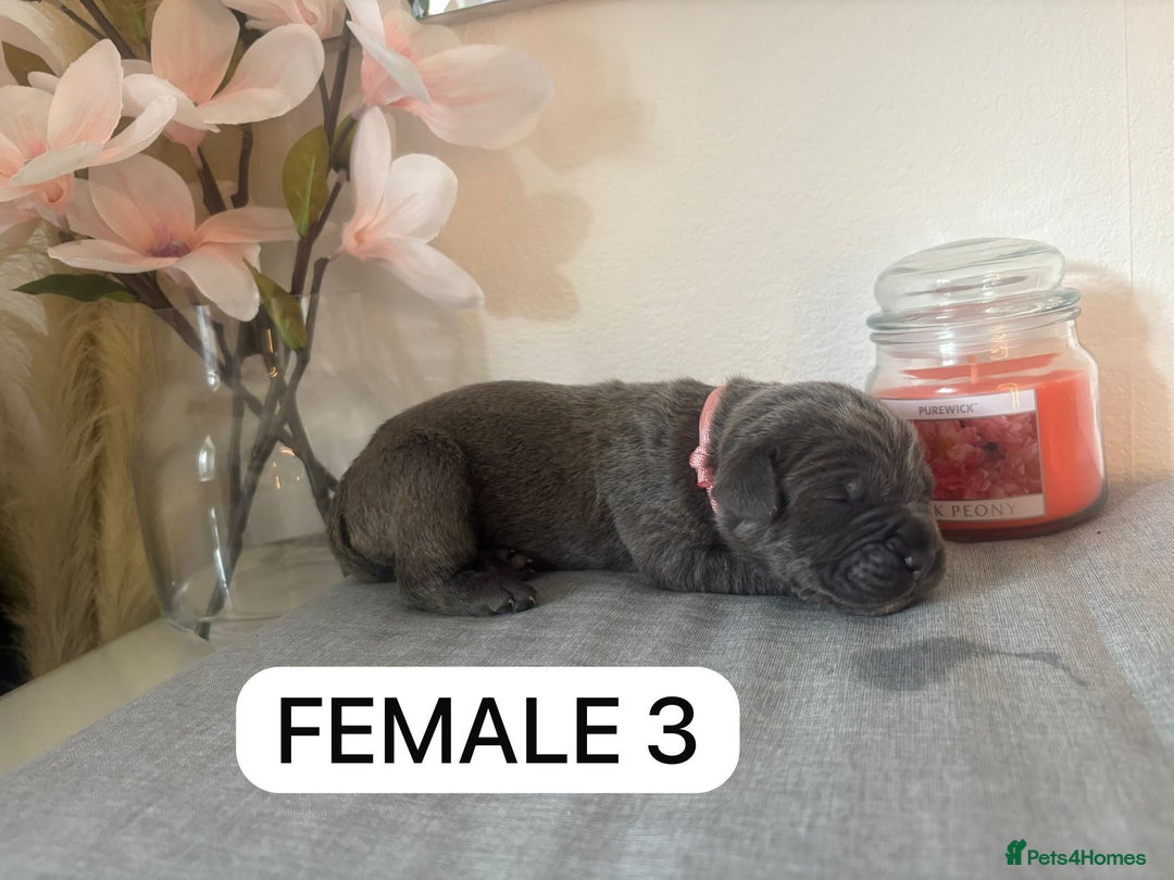 Mixed Breed dogs for sale: Italian Mastiff puppies available  - Image 9