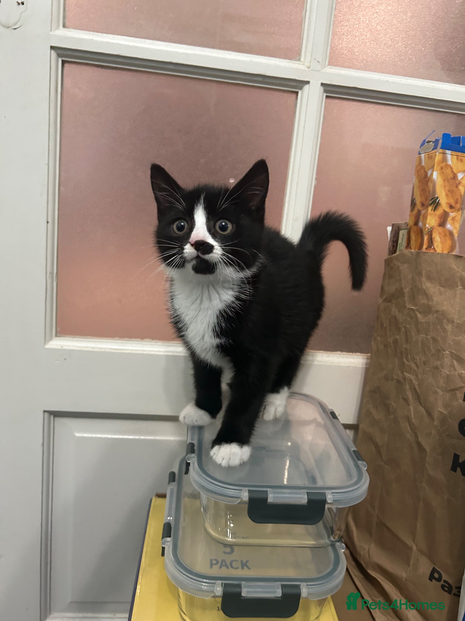 Mixed Breed cats Amazing sweet kittens - Advert 8