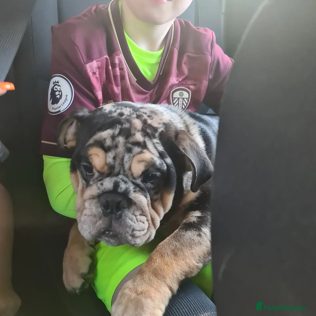 English Bulldog dogs for stud: Open for stud - proven producing fluffys.  in Leeds - Advert 3