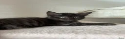 Maine Coon cats for sale: 🐈🐈‍⬛ Russian/European Bloodline Kittens 💕🐱 - Advert 14