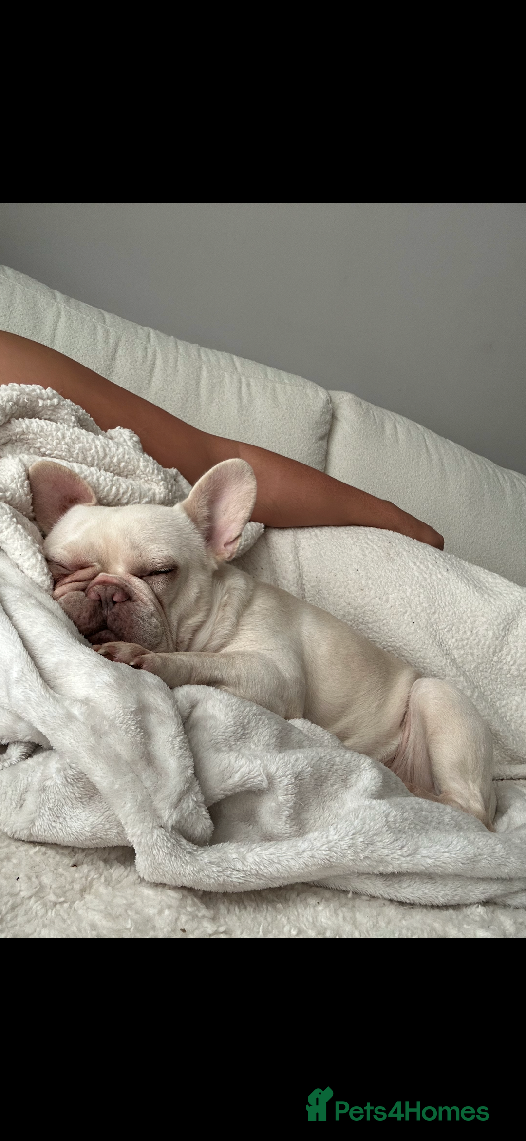 French Bulldog dogs for sale: Loving Frenchie Looking for a Forever Home - Image 2
