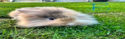 Lionhead rabbits for sale: Lionhead rabbits for sale  - Advert 15