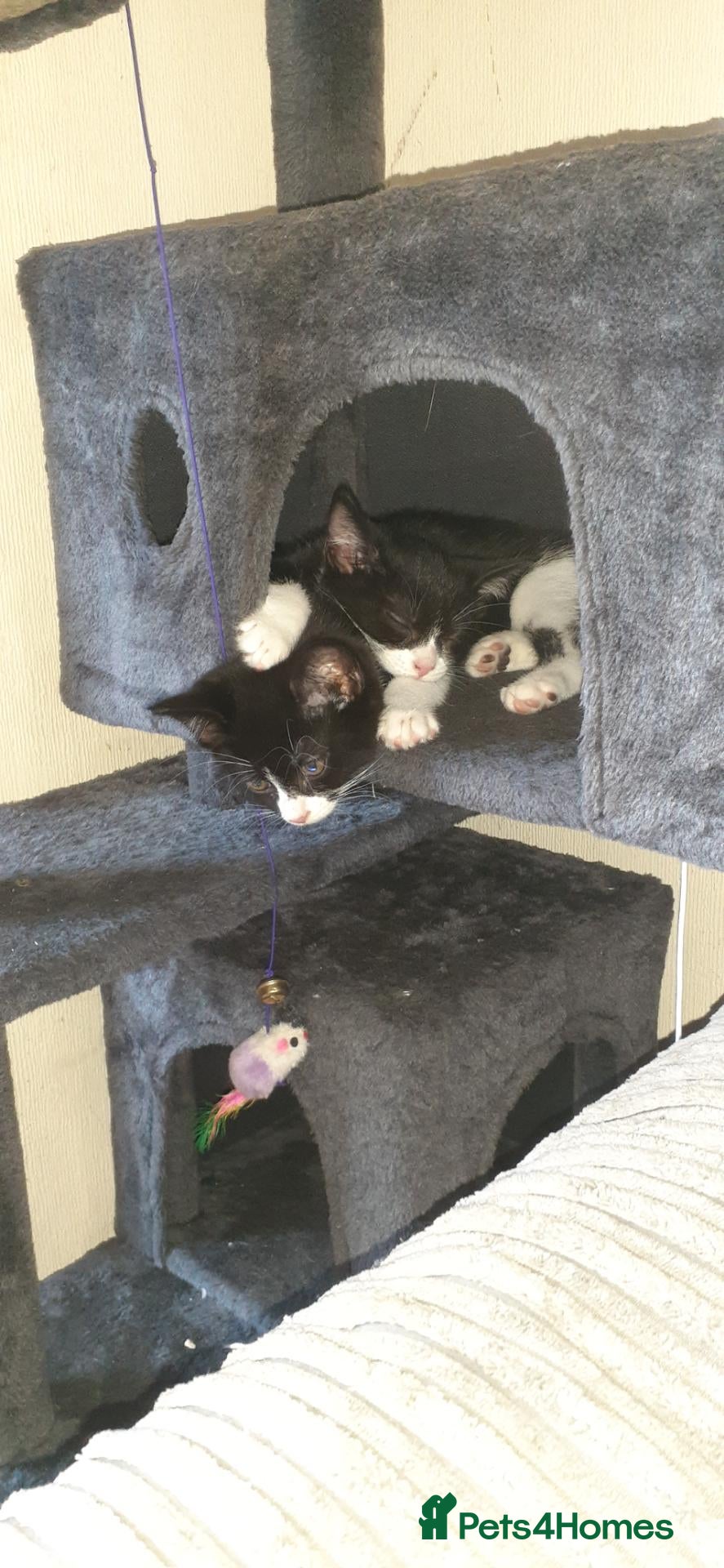 Mixed Breed cats Two male black and white kittens  - Advert 2