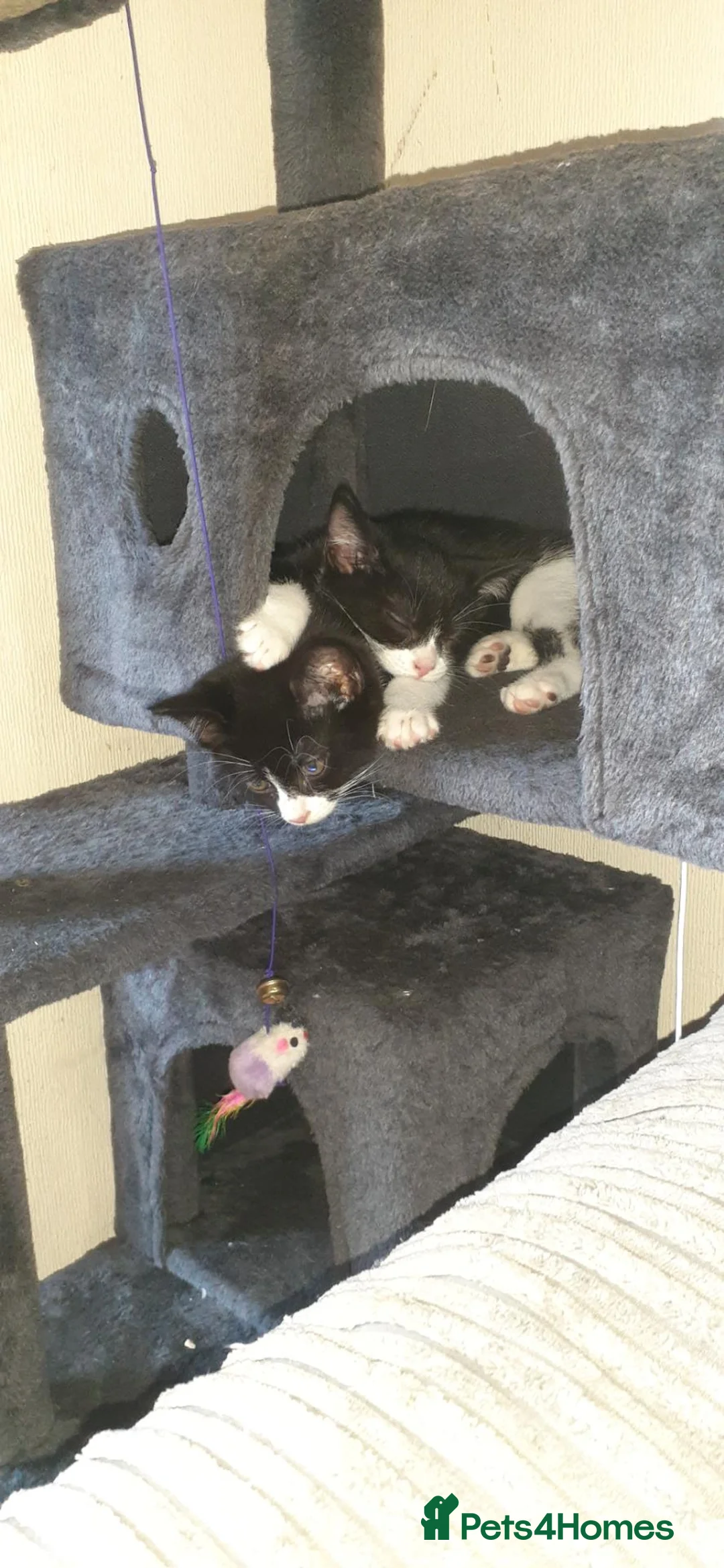 Mixed Breed cats for sale: Two male black and white kittens  - Advert 1