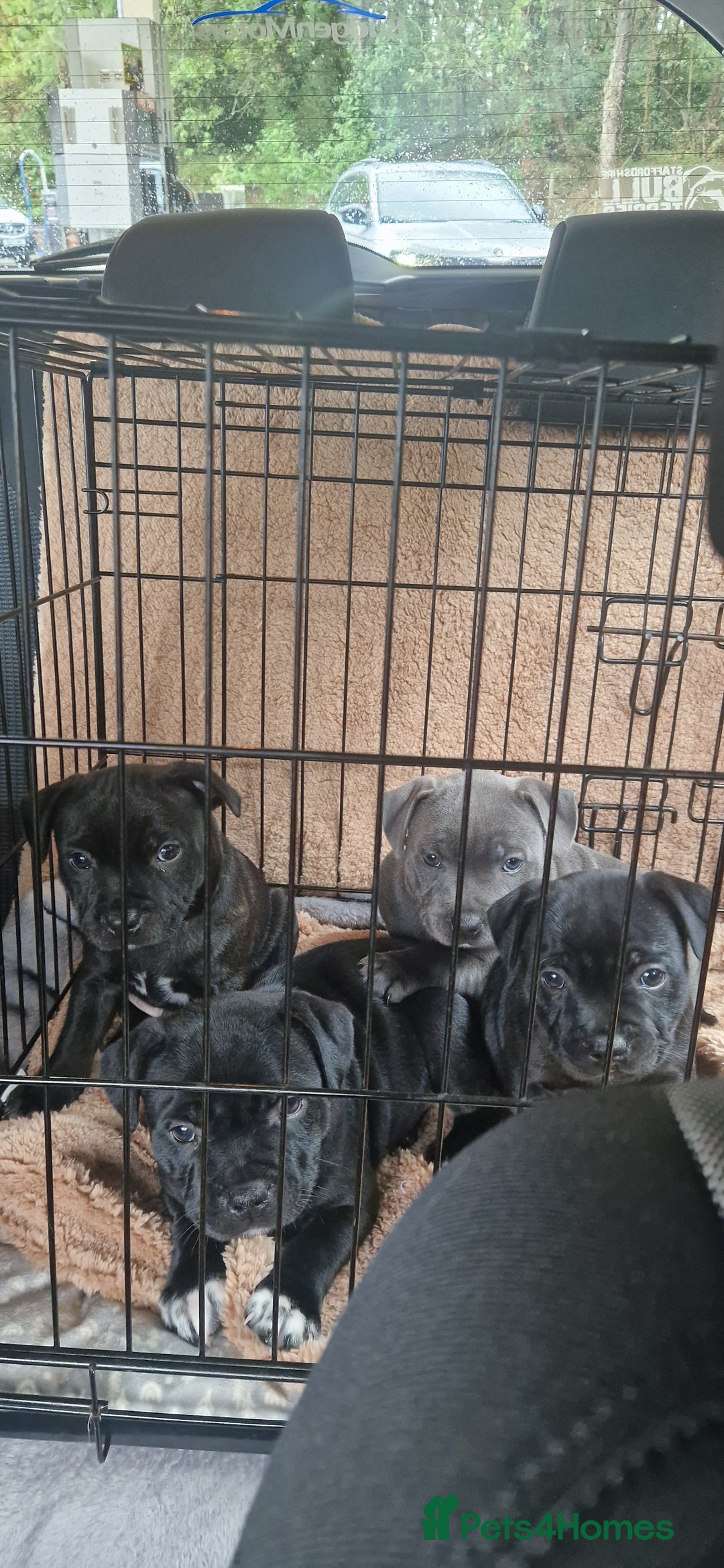 Staffordshire Bull Terrier dogs for sale: Blue Female Staffordshire Bull Terrier - Image 8