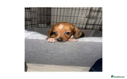Dachshund dogs for sale: Dachshund puppies  - Image 12