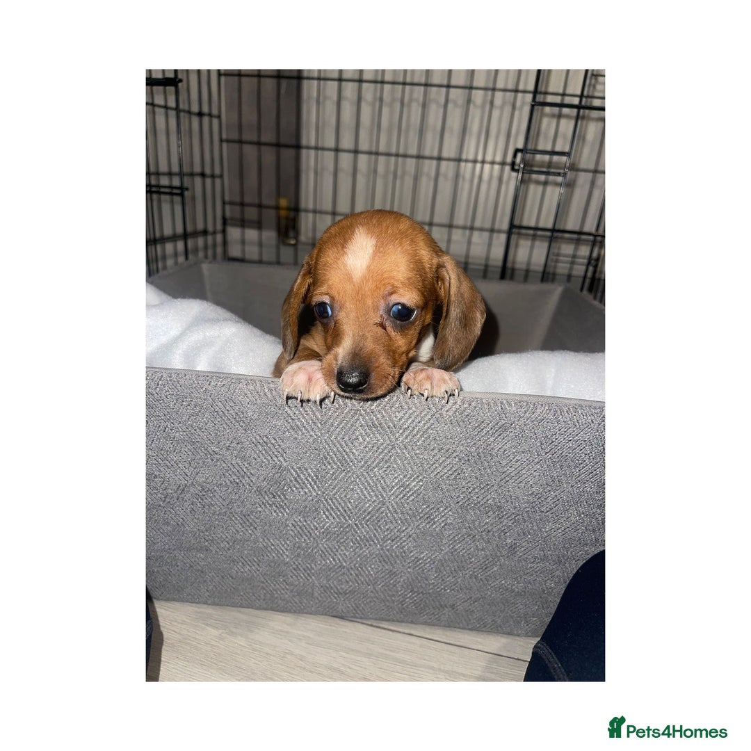 Dachshund dogs for sale: Dachshund puppies  - Image 12