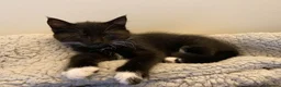 Mixed Breed cats for sale: Three Beautiful Kittens. READY TO GO!  - Advert 4