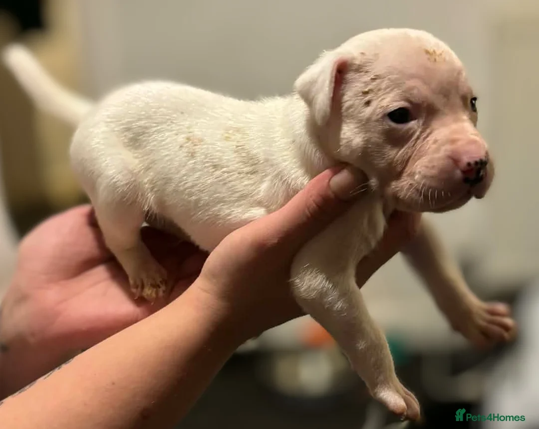 Mixed Breed dogs for sale: Bull cross staffy pups. LAST 2 GIRLS LEFT  - Advert 15