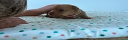 Jack Russell dogs for sale: Miniature Jack Russell’s looking for new homes  - Advert 5