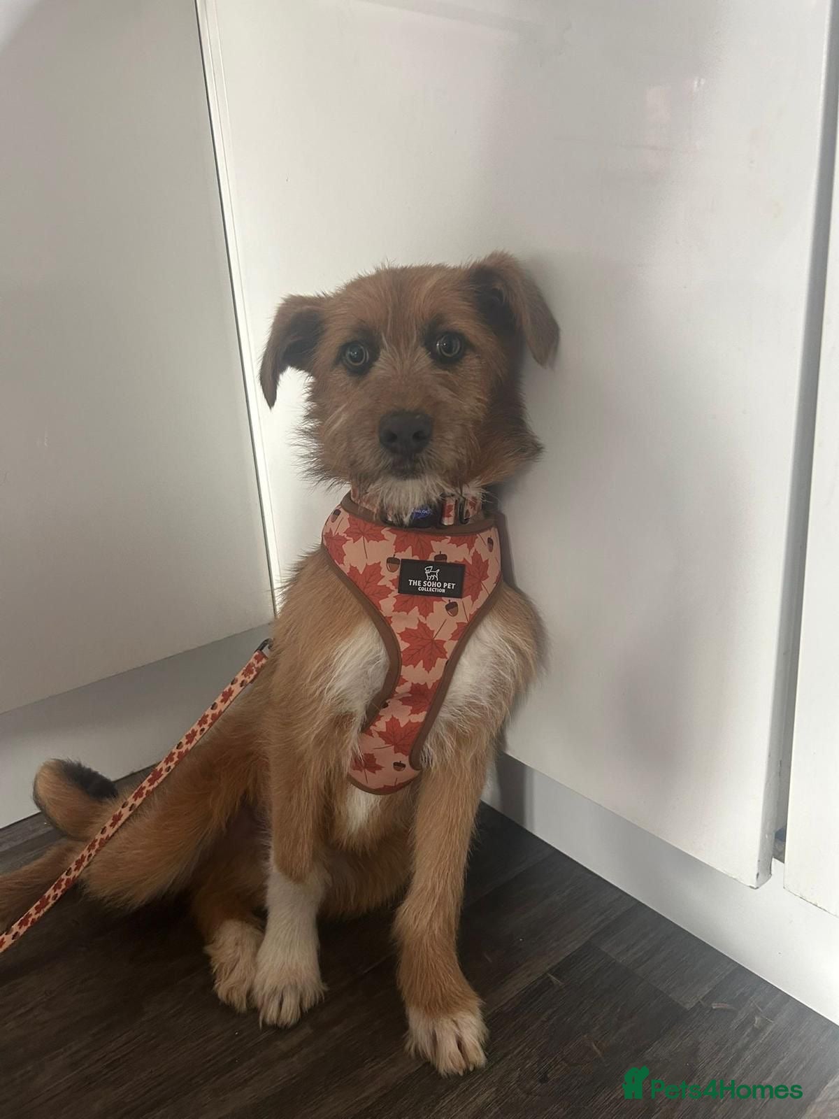Mixed Breed dogs for adoption: Roger  in Milton Keynes - Advert 4