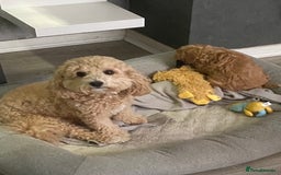 Cavapoochon dogs for sale: Cavapoochon  - Image 2