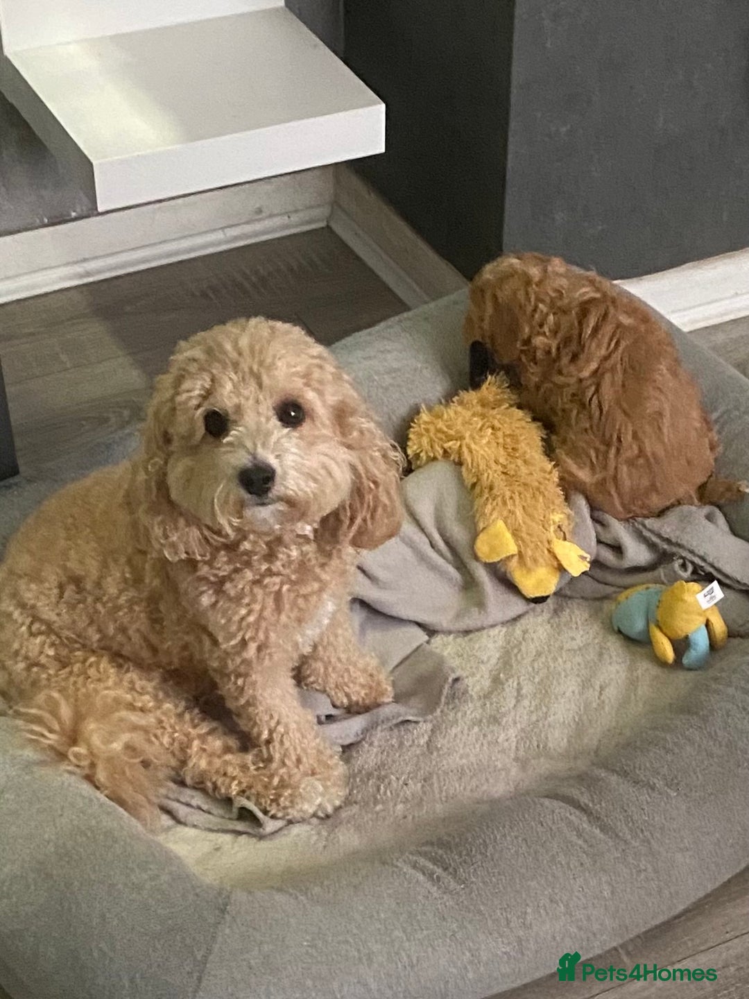 Cavapoochon dogs for sale: Cavapoochon  - Image 2