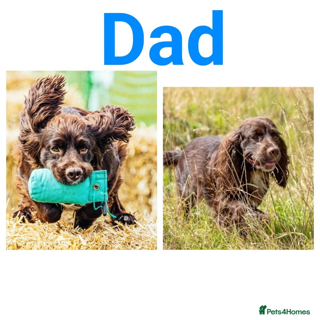 Cocker Spaniel dogs for sale: Stunning KC working cocker spaniel puppies  - Advert 9