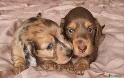 Miniature Dachshund dogs for sale: Long hair minature dachshunds - Image 30