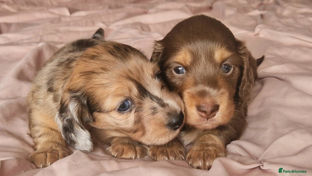 Miniature Dachshund dogs for sale: Long hair minature dachshunds - Image 30