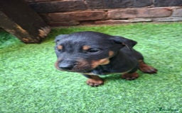 Dobermann dogs for sale: Rottweiler/Doberman  - Image 4