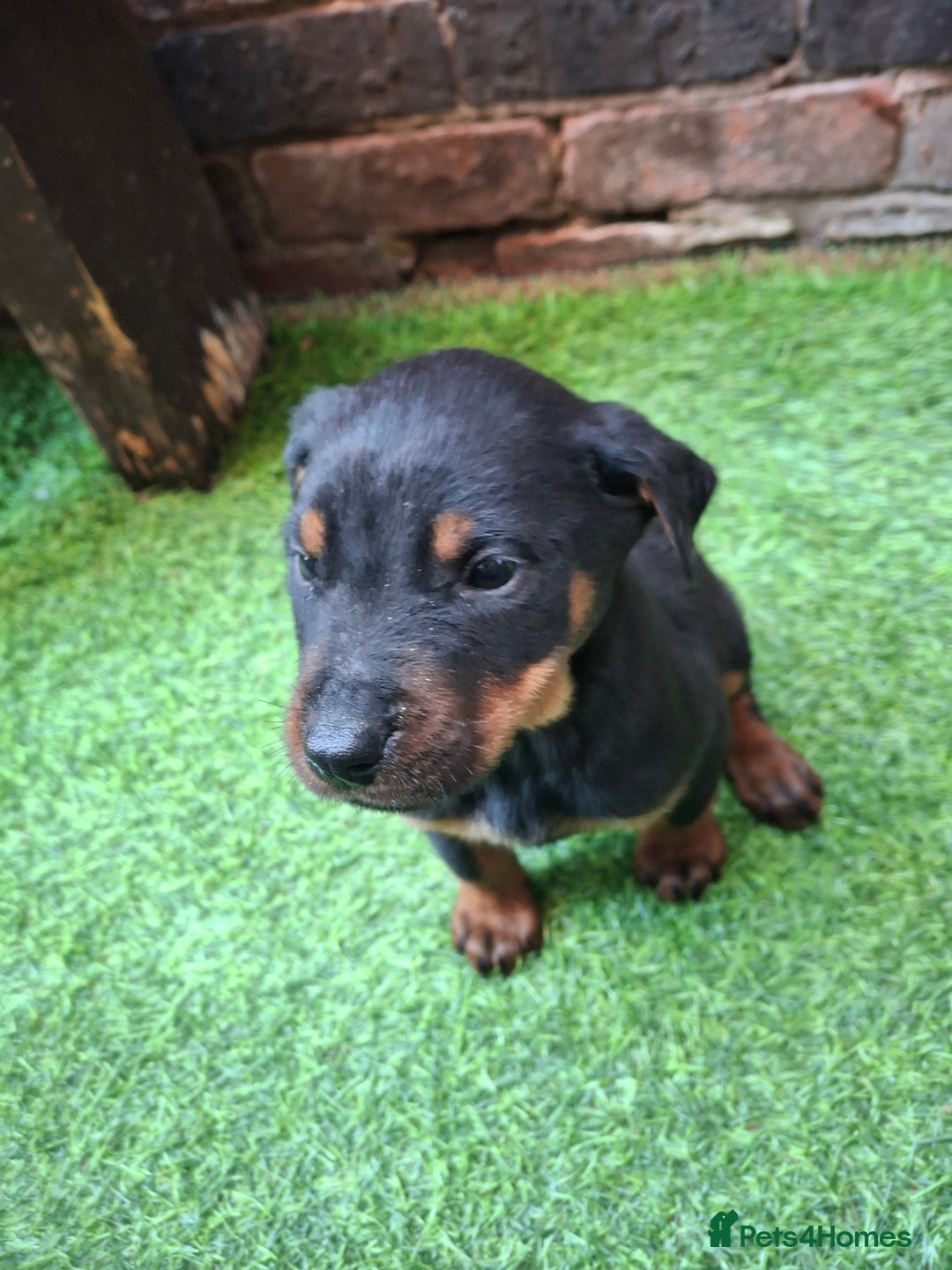 Dobermann dogs for sale: Rottweiler/Doberman  - Image 4