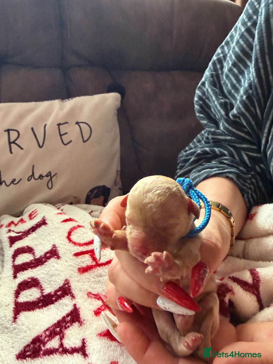 Toy Poodle dogs for sale: Adorable Tiny Toy Poodles - Advert 4