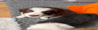 Border Collie 1