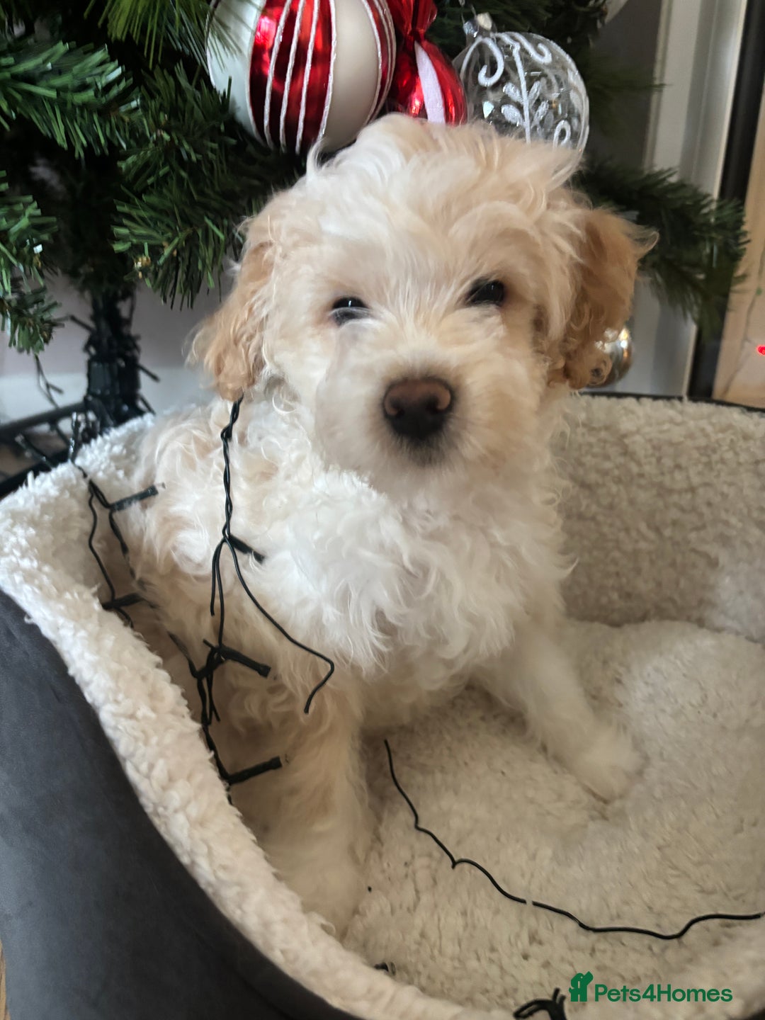 Mixed Breed dogs for sale: 💙 Blue Baby Boy Wants a new home 💙 - Advert 8